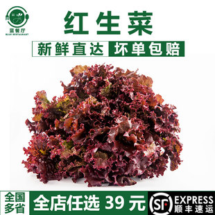 蓝餐厅新鲜红生菜紫叶生菜罗莎红沙拉蔬菜西餐沙拉食材500g