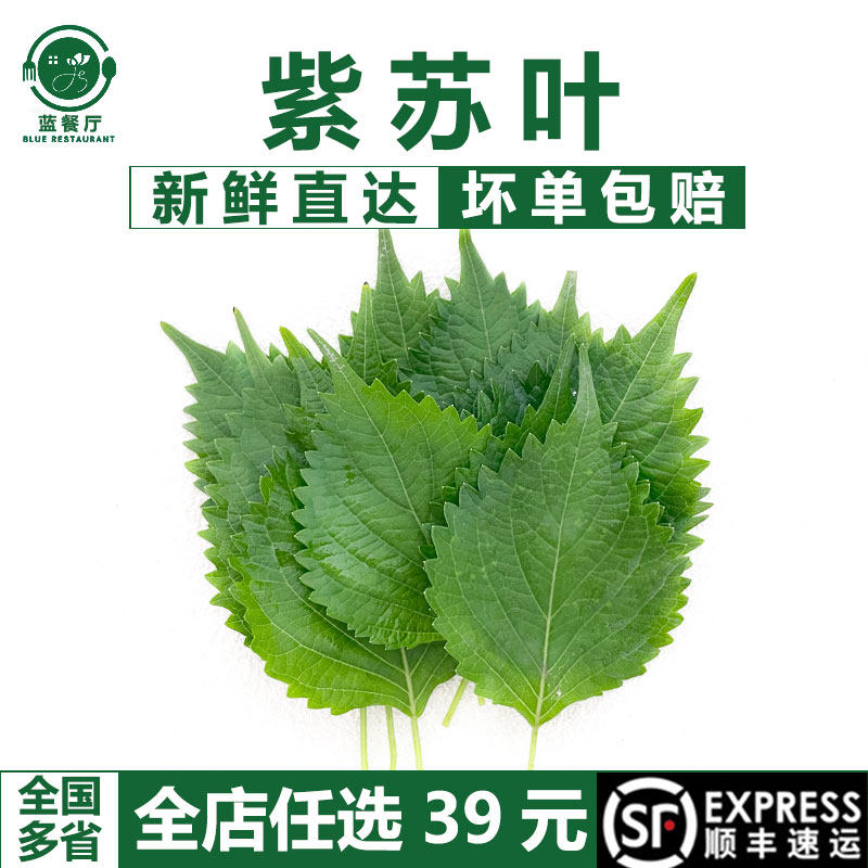 蓝餐厅新鲜紫苏叶 大叶 日料刺身摆盘装饰 卷烤肉可食用叶子