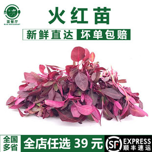 火红苗 新鲜可食用 餐厅私房菜冷菜摆盘芽苗菜 法式西点烘焙装饰