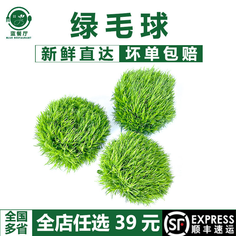 蓝餐厅新鲜绿毛球20g摆盘装饰