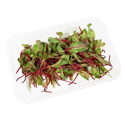 新鲜芽苗菜甜菜苗食用装饰菜点缀