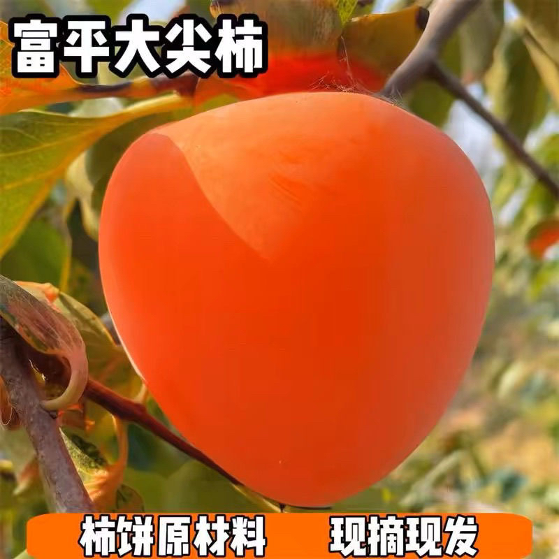 富平柿子大尖柿新鲜柿子可挂柿饼