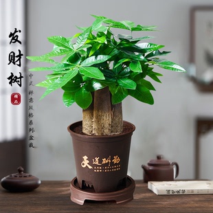【肖恩专享】财源滚滚三杆发财树盆栽室内观叶耐旱易养活绿色盆栽