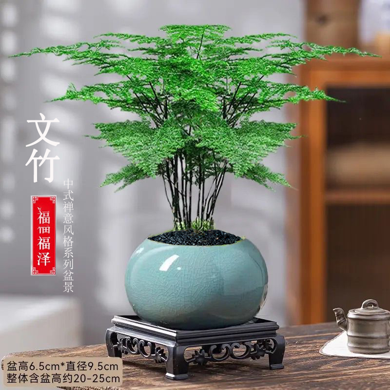 文竹盆栽植物室内净化空气办公室桌面好养盆栽简约美观