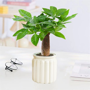 发财树盆栽室内耐旱绿植前台办公桌好养四季常青盆栽