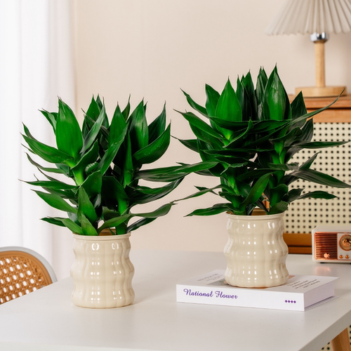 新品观音竹富贵竹水培室内简单好养净化空气