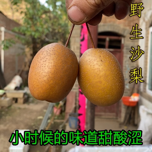 野生新鲜霜降采摘熬梨水蒸熟吃