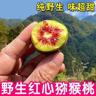 大山采摘野生猕猴桃小红心新鲜奇异果纯甜小泥猴桃无毛硬果即食