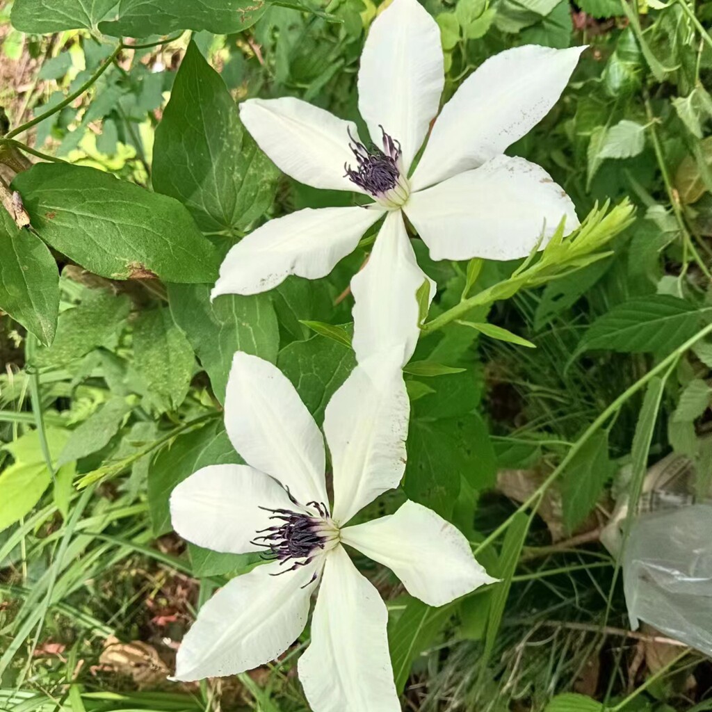 庭院绿植鲜花苗威灵仙花大花铁线莲