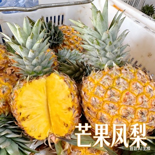 海南正宗芒果凤梨树上熟新鲜水果三亚金钻菠萝台农23号源产地顺丰