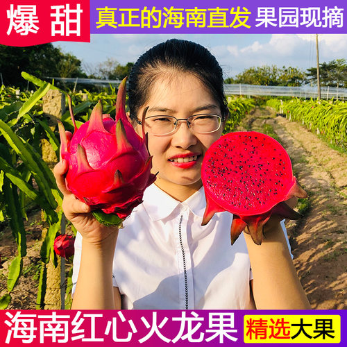 海南金都一号红心新鲜京都火龙果