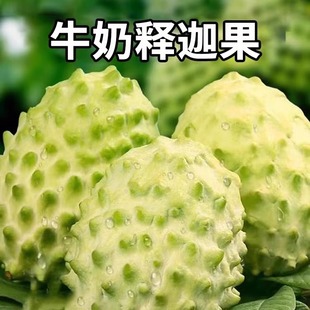 海南三亚热带释迦果番荔枝释迦水果5斤新鲜包邮促销迦释果