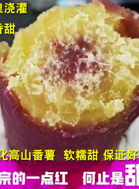 正宗从化一点红番薯喝山泉水长大
