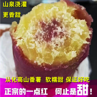 粉糯香甜正宗从化一点红番薯新鲜现挖高山紫心红薯冰淇淋地瓜自种