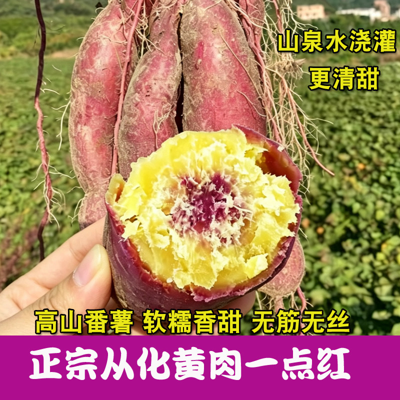 粉糯香甜正宗从化一点红番薯新鲜现挖高山紫心红薯冰淇淋地瓜自种