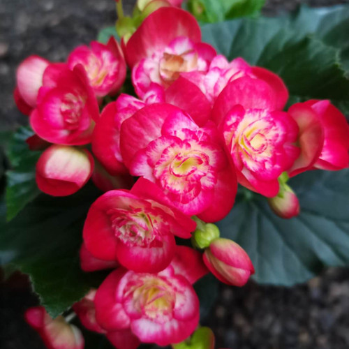 丽格海棠四季海棠玻璃翠带花