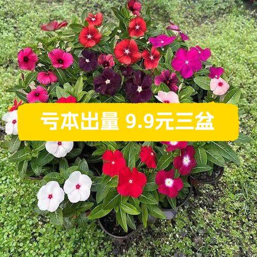 耐高温带花苞长春花天天开