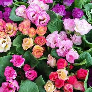 欧报春盆栽 玫瑰报春花盆栽 冬季花卉重瓣樱花草耐寒绿植懒人植物