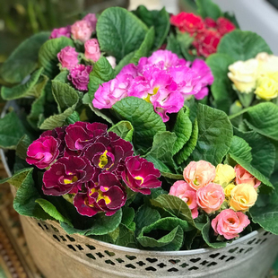 玫瑰报春花带花苞发货欧洲重瓣报春耐寒花卉冬天开花皱边玫瑰报春