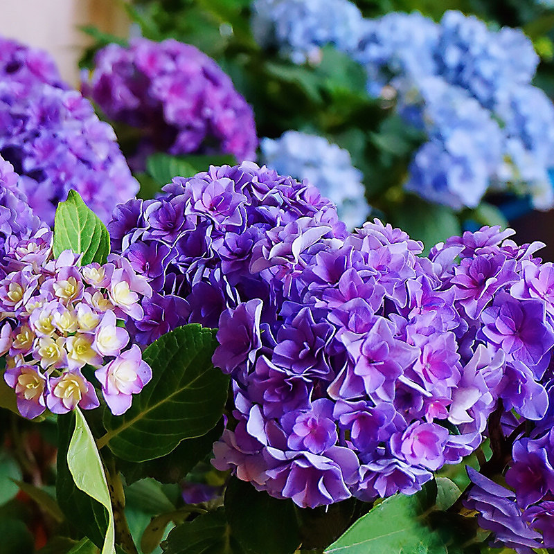 爱优尚绣球花盆栽花卉盆栽洋绣球花苗庭院绿植到家花卉植物室内花