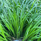 贵州特产新鲜三奈山奈苗香料大料苗五香草食用盆栽带根半斤起 包邮