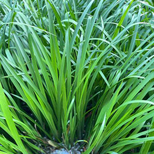 贵州食用新鲜三奈山奈香料