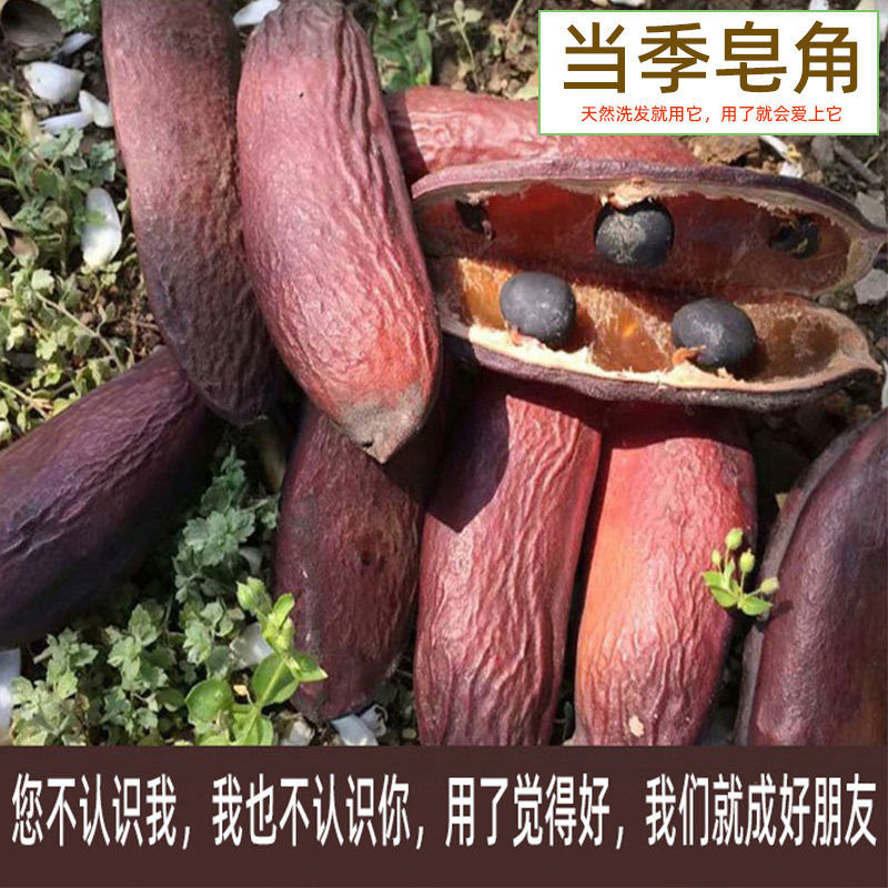 圆皂角肉皂角油皂角当季干货贵州特产自制皂角洗头洗发500克包邮