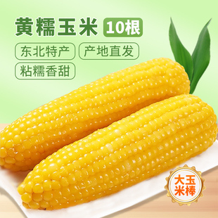 黄糯玉米10支东北25年新鲜软糯甜玉米真空独立包装 袋早餐苞米棒