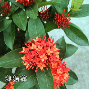 龙船花盆栽 红宝石花 仙丹花 百日红 绣球花四季好养带花发货包邮