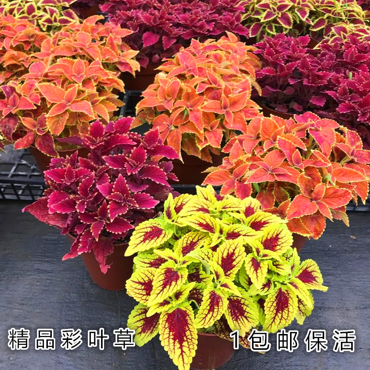 精品彩叶草盆栽四季好养五彩苏阳台植物室外庭院花草花卉绿植包邮