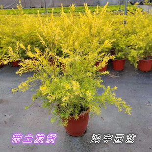 黄金香柳植物花苗 室外庭院阳台植物 千层金盆栽四季常青好养包邮