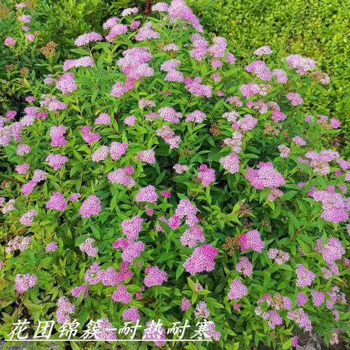 金焰绣线菊盆栽花苗好养花期长