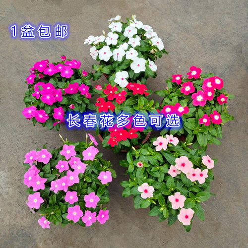 精品长春花阳台庭院夏天秋天好养