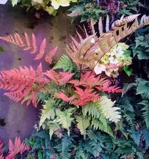 彩虹蕨 盆栽红盖鳞毛蕨 四季多年生露天蕨类植物耐寒花镜植物包邮