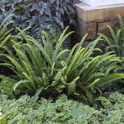 肾蕨盆栽阳台庭院美观进化空气