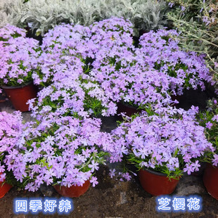 日本芝樱花盆栽花苗花镜植物丛生福禄考庭院多年生耐寒耐热包邮
