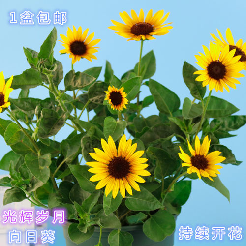 光辉岁月盆栽阳台多年生好养