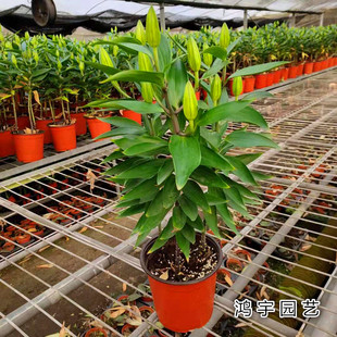 香水百合花盆栽花卉室内观花植物成品带花苞带土发货包邮