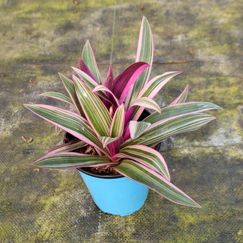 精品蚌兰阳台客厅进化空气包邮