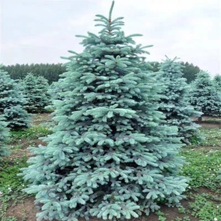 蓝衫树苗蓝冰柏盆栽四季常青南北方庭院花园造景花卉耐寒耐热包邮