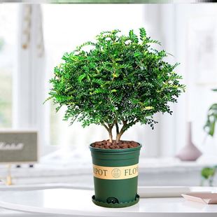 四季常青清香木盆栽室内客厅驱蚊植物办公桌面吸甲醛防辐射木本花