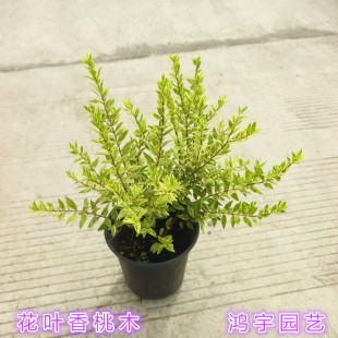花叶香桃木盆栽 阳台庭院露台花镜植物多年生彩叶 绿植好养活包邮