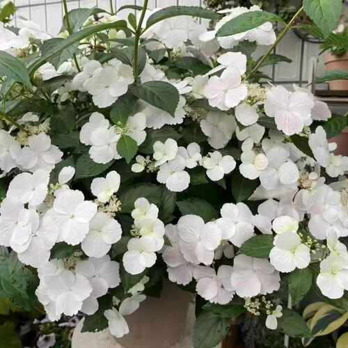 包对版阳台庭院花园植物花卉盆栽