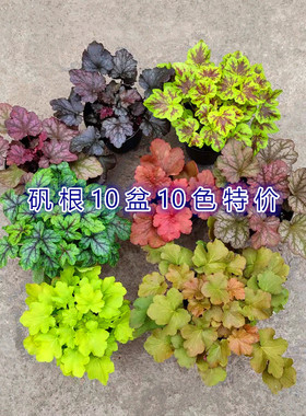 大苗矾根多色观叶植物绿植大小组合套餐盆栽庭院冬季耐寒花卉包邮