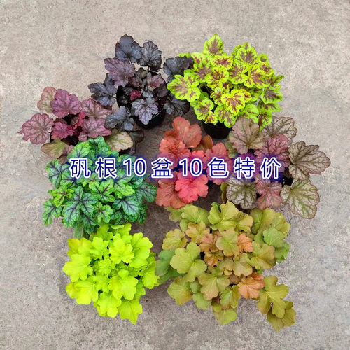 绿植组合套餐冬季观叶植物包邮