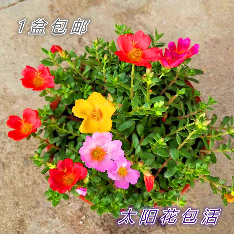 四季 耐热 耐晒太阳花盆栽阳台庭院 重瓣进口太阳花单瓣混色 包邮图片