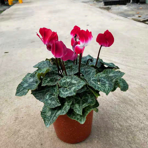 盆栽阳台观花植物仙客来包邮冬季