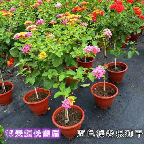 四季马樱丹露台花期长耐热五色梅