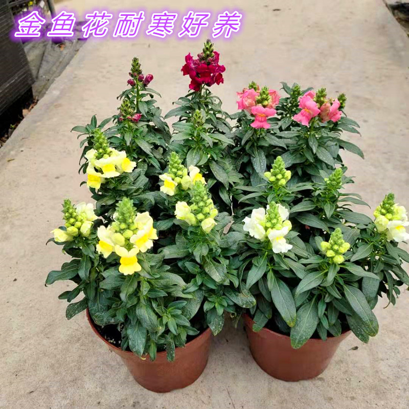金鱼草盆栽花苗耐寒花卉阳台庭院