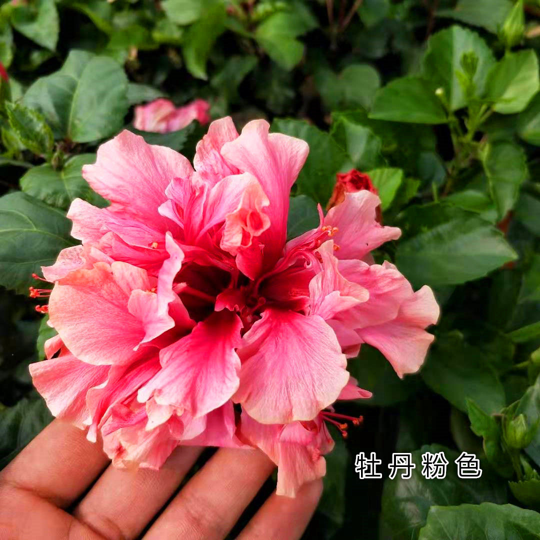 多年生木本扶桑花盆栽 阳台庭院耐热耐晒大红花朱槿  重瓣扶桑花